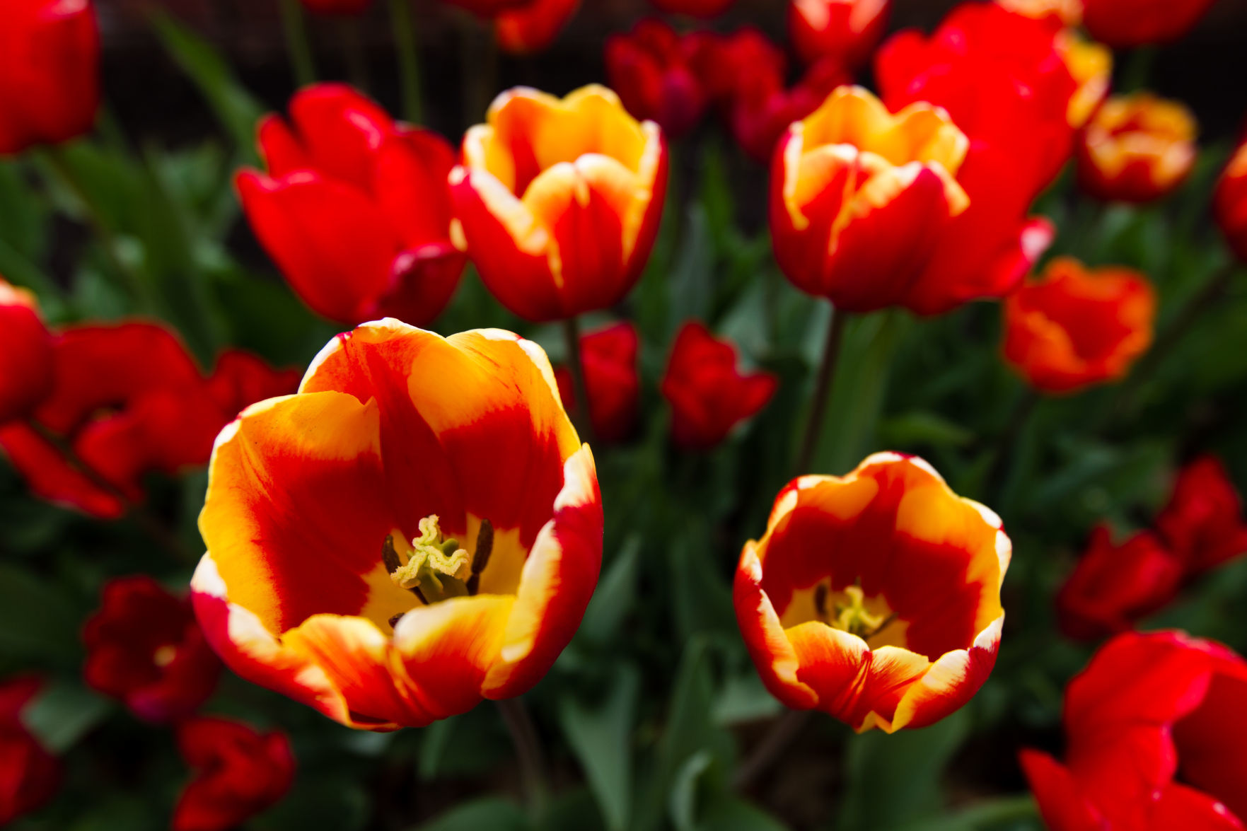 84th ANNUAL TULIP TIME